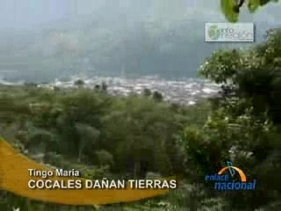 COCALES DAÑAN TIERRAS - TINGO MARÍA