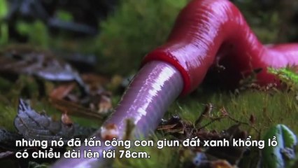 Đỉa khổng lồ dài 30cm nuốt chửng giun đất gần 80cm