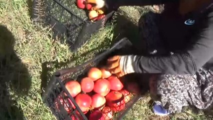 Muğla'da Nar Hasadı Başladı