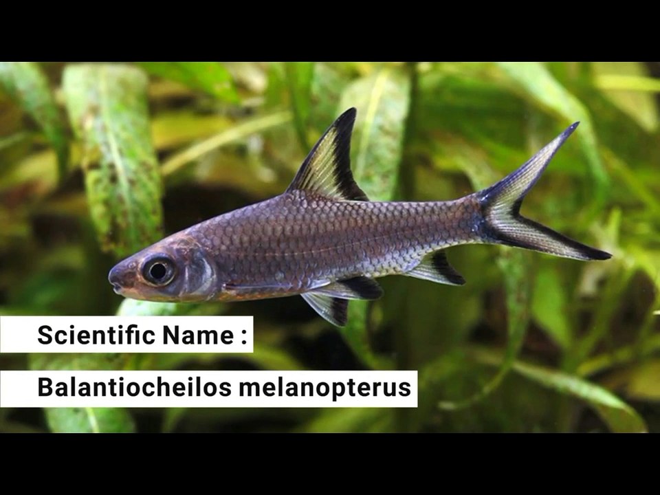 BELA SHEARK and silver shark care 2017