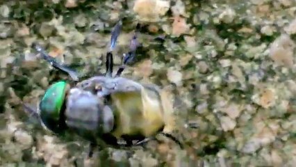 Green fly without wings (Ornidia obesa)