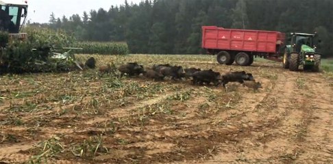 Bir Anda Onlarca Domuz Çıktı