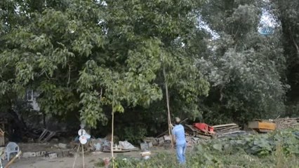 Gevaş'ta Cevizde Hasat Mevsimi Başladı