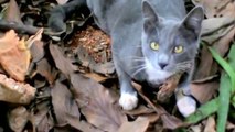 domestic cat ((Felis silvestris catus or Felis catus)