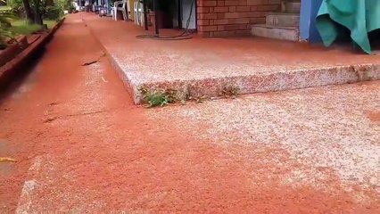 invasion de crabes dans un village