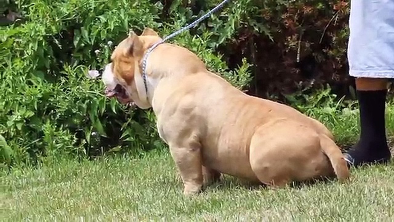 1 MILLION FOR MR. BEANS..AMERICAN BULLY