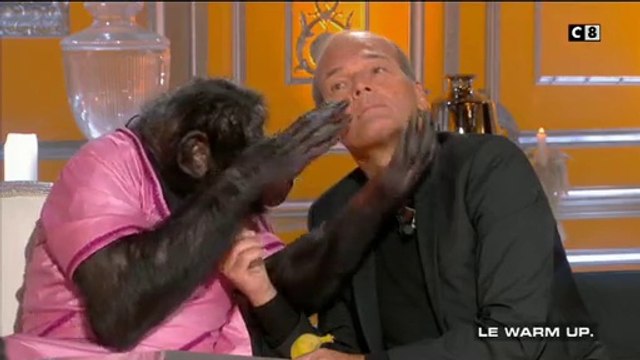 Frayeur dans Salut Les Terriens - Laurent Baffie débarque avec un singe qui va se jeter sur Robert Charlebois