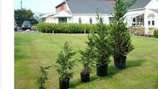 MasaterPlant Tips Where to Plant Leyland Cypress Trees In The Landscape
