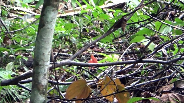 Eight endangered slow lorises released into the wild in Indonesia