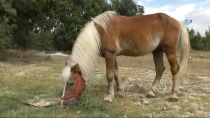 Fetö/pdy Ait Demirbaşlar İhale ile Satılıyor