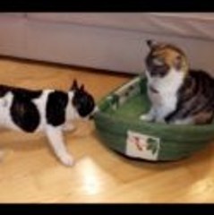 【子犬 vs 猫】 犬「ボクのベッドを返して！」…猫「だが断る！」w