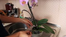 Как правильно ухаживать за орхидеей фаленопсис. Полив орхидеи