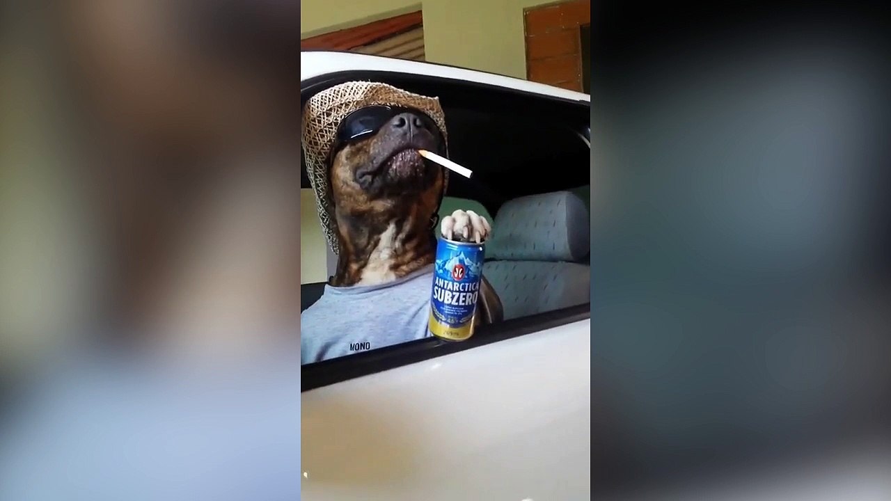 Ce chien est prêt pour draguer !