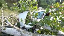Sinop Seyir Halindeki Otomobilin Üstüne Ağaç Düştü: 1 Ağır Yaralı