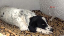 Antalya Çocuk Parkında Köpeğe Tecavüz İddiası