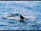 TG 13.01.15 Norman Atlantic, forse dilaniati dagli squali alcuni dei 9 morti recuperati