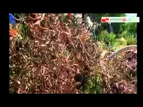 TG 21.01.15 Xylella, al danno economico si aggiunge il rischio desertificazione