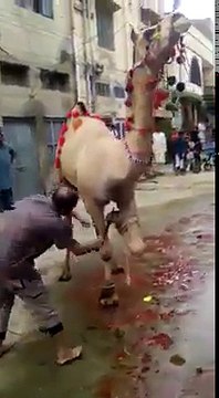 ویڈیو میں دیکھیں اناڑی قصائی کے ساتھ اونٹ نے ایسا کیا کر دیا کے کہ ان صاحب کو ہسپتال پہنچانا پڑ گیا۔ ویڈیو: قاسم علی۔