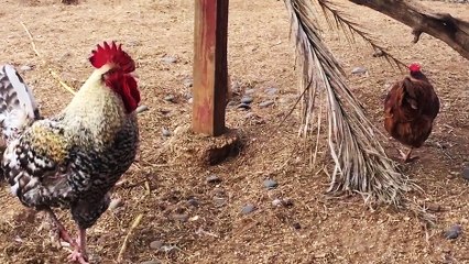 Mannequin Challenge chez les poulets