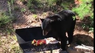 Hungry black bear tries to eat family's barbecue