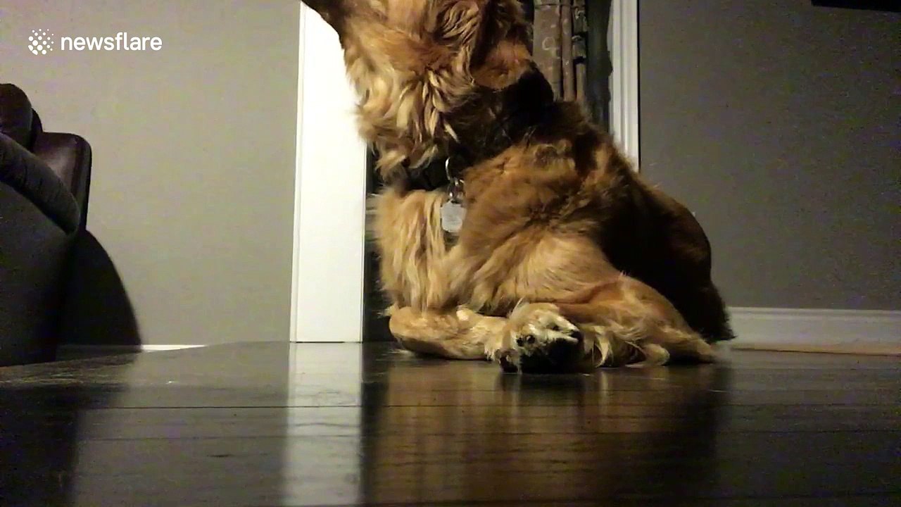 Dog howls along while owner plays piano