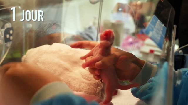 Le bébé panda de Beauval fête son premier mois