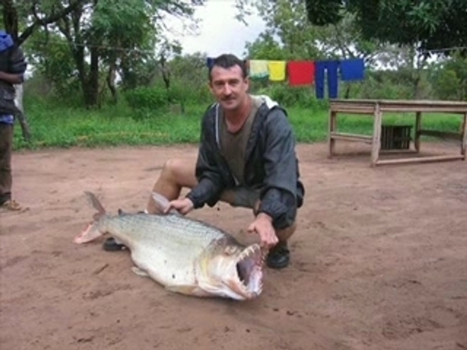 Large Piranha Video