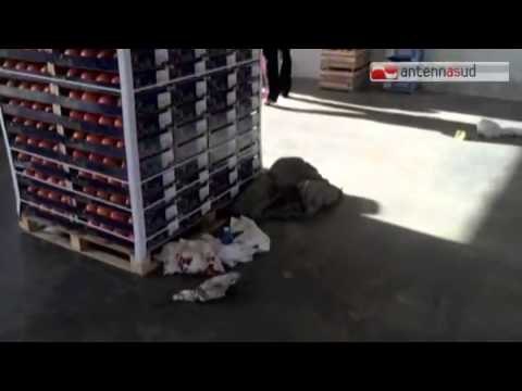 TG 22.12.14 Francavilla Fontana, agguato al mercato ortofrutticolo