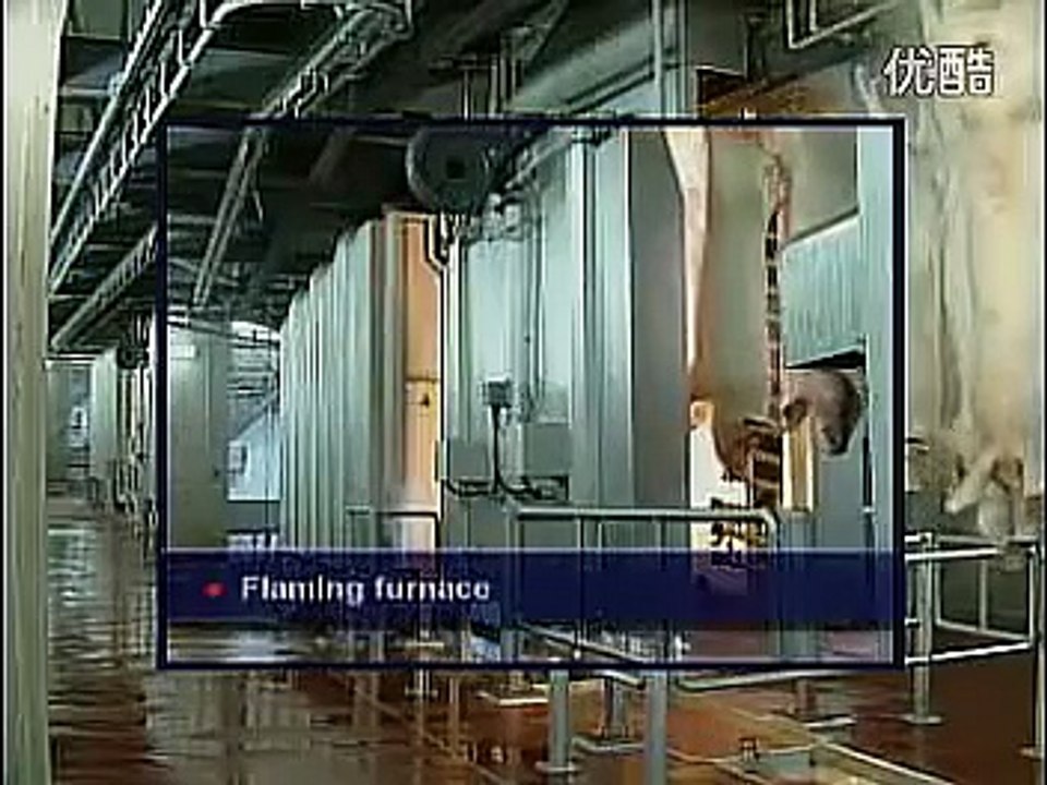 德国杀猪流水线 真恐怖！