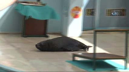 Fok Gösterisi Yoğun İlgi Gördü