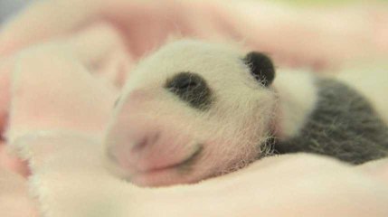 Le bébé panda de Beauval fête son premier mois