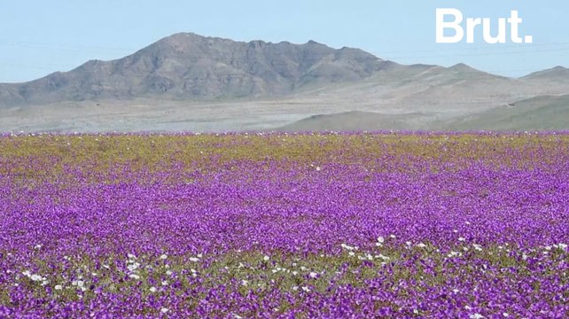 Quand le désert d'Atacama devient le désert fleuri