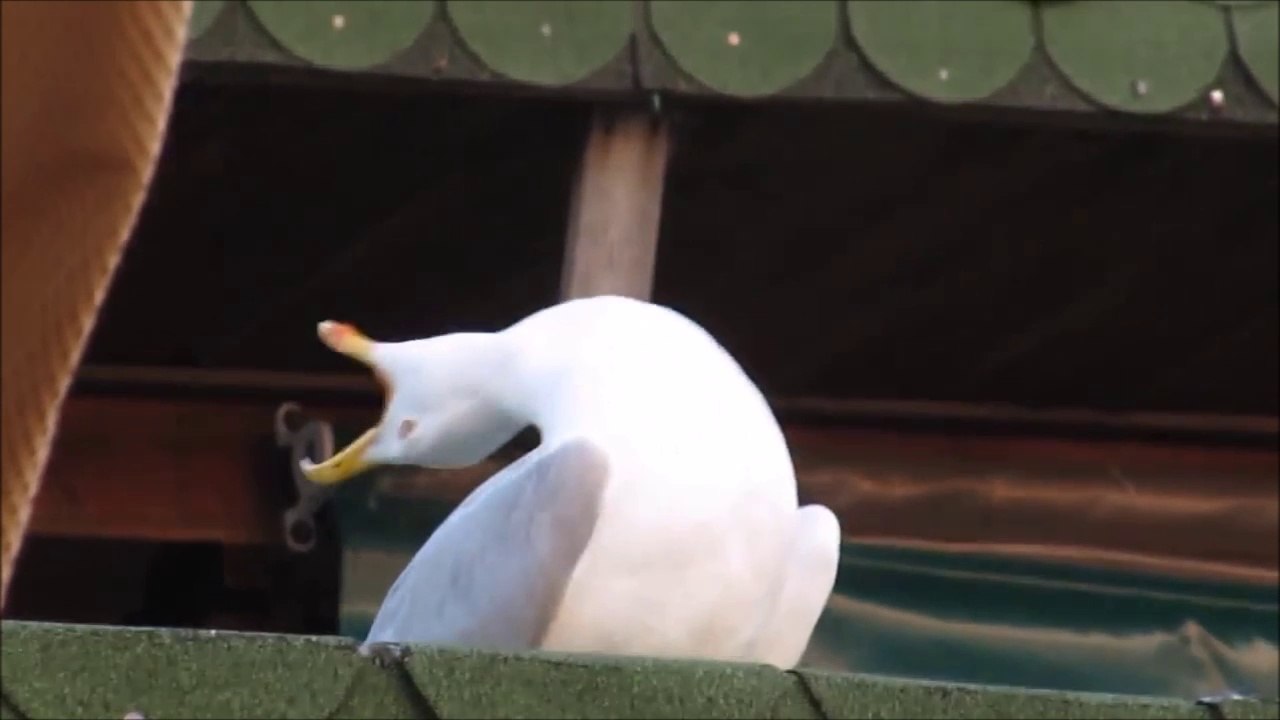 Juste une mouette qui se tape des barres de rire!