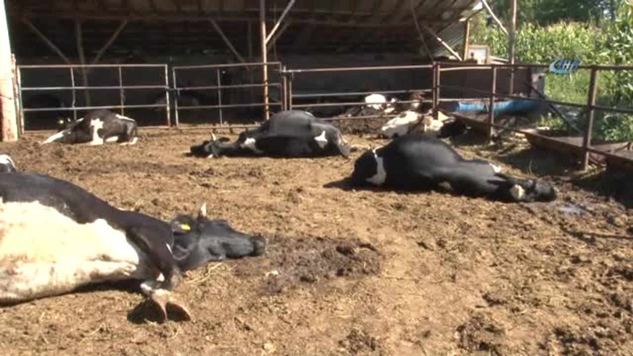 Konya'da Besihanedeki 19 Büyükbaş Hayvan Telef Olmuş Halde Bulundu