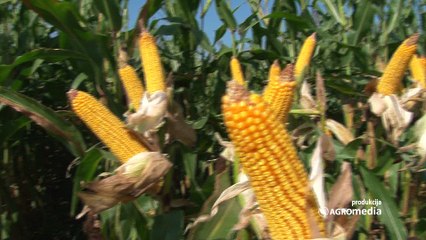 RWA hibridi kukuruza – stvoreni da budu lideri