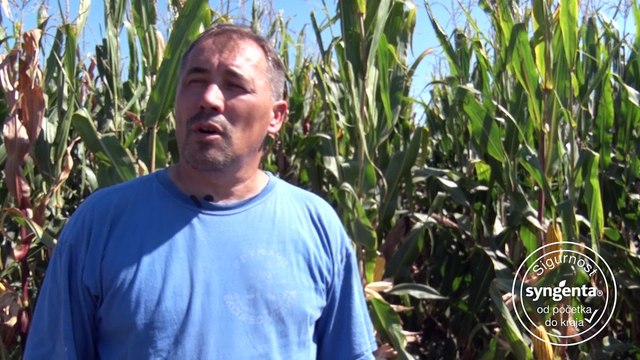 Syngenta hibridi kukuruza – jer obećavaju rekordne prinose