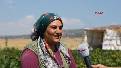 Konya Üniversiteli Kız Kardeşler Tatilde Tarlada