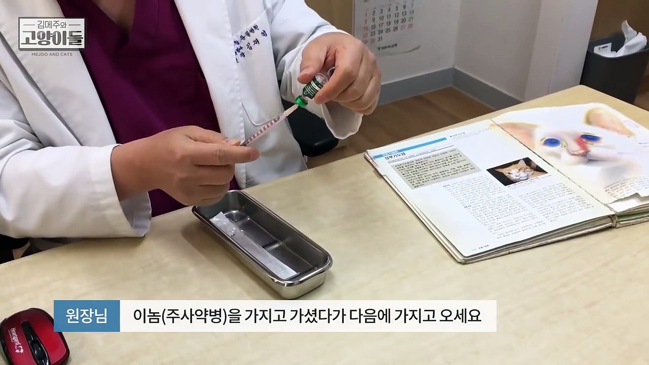 주사 첫경험! 착하게 주사도 잘 맞는 아기고양이 요지 | 김메주와고양이들