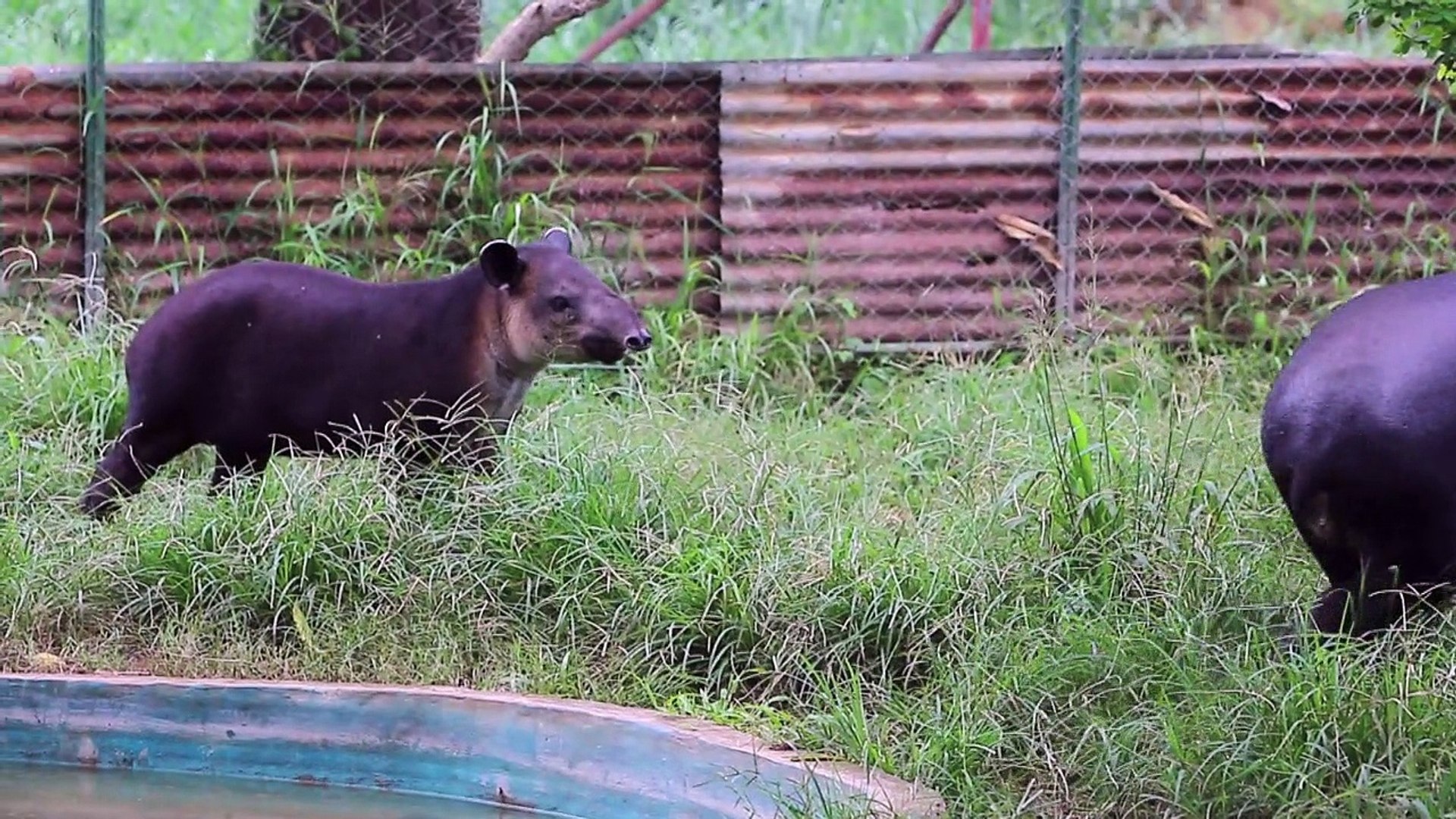 ⁣In Nicaragua, a fight to save endangered tapirs