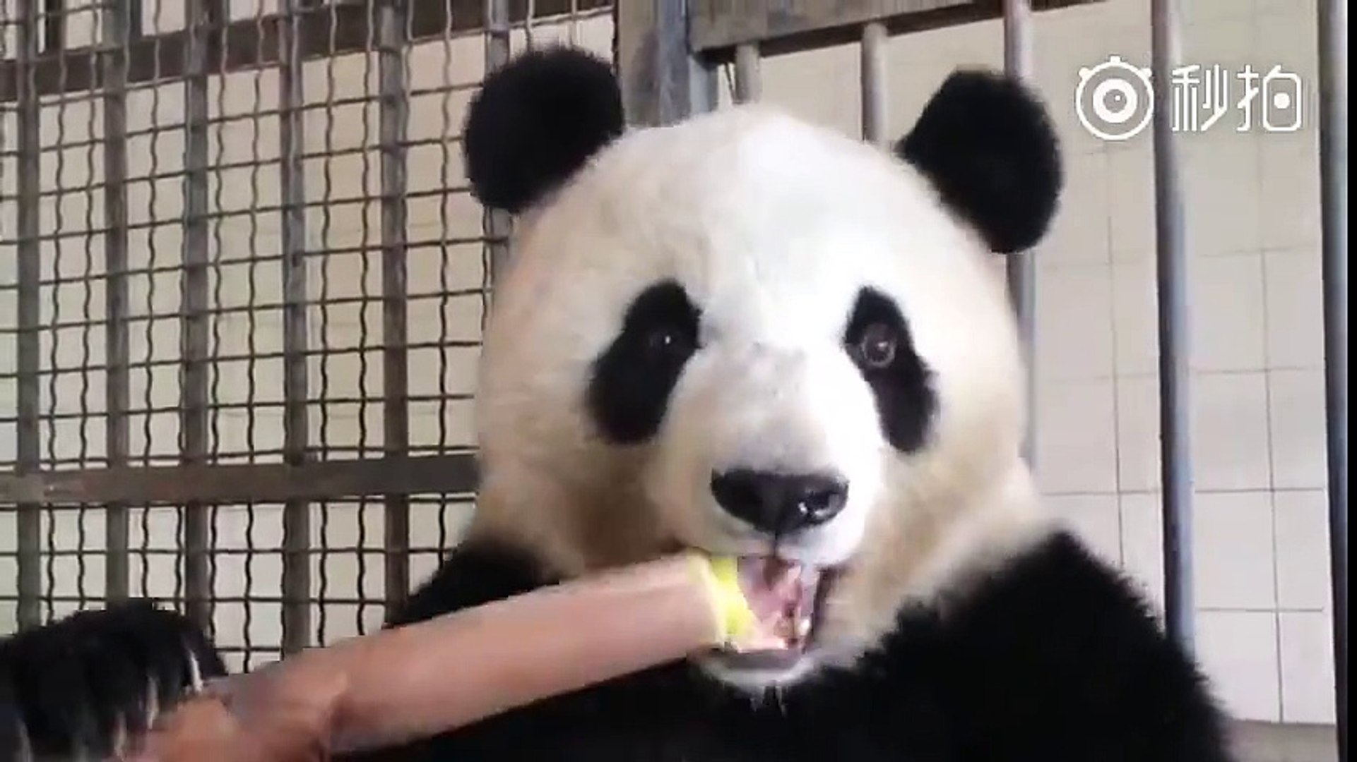 Avez Vous Deja Vu Un Panda En Train De Manger Des Pousses De Bambou Video Dailymotion