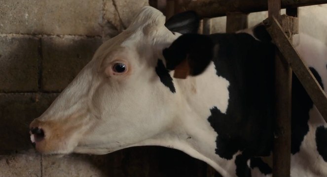 Le film de la semaine Petit Paysan