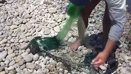 Jeter fr dans pêche pêche Menidia mer net net