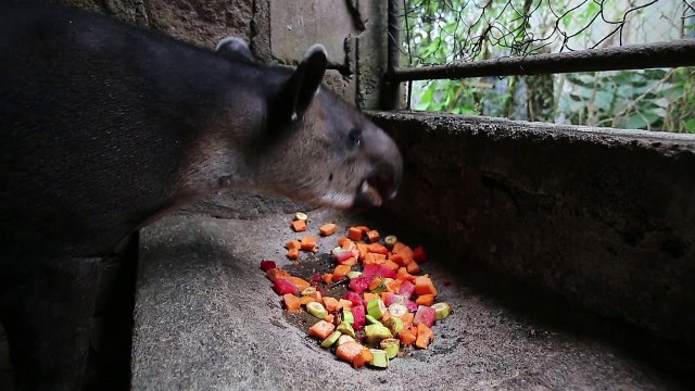 Nicaragua: Le combat de quelques passionnés pour sauver le tapir