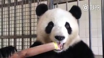 Ce panda géant dévore un énorme tronc de Bambou !!