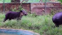 Nicaragua lucha para salvar tapires centroamericanos amenazados