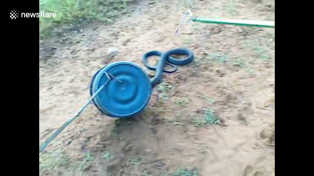 Libération d'un serpent Black Mamba de 2m... il manque d'attaquer ses libérateurs !