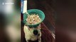 Ce chien tient un bol de céréales en équilibre sur sa tête !! Pratique pour le petit déjeuner !