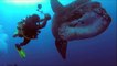 Ces plongeurs nagent avec un poisson môle géant. Images magnifiques !