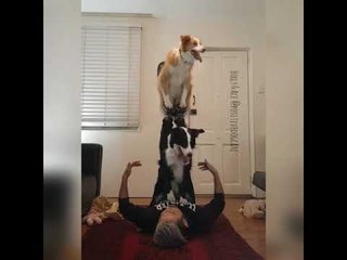 Daring Dogs Show Off Their Acrobatic Skills