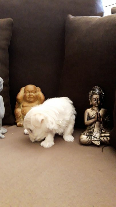 Magnifique femelle Bichon Maltais.